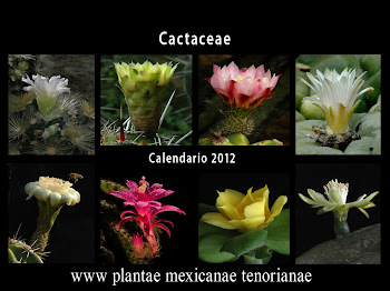 Calendario de Familias Botánicas, Cactaceae 2012