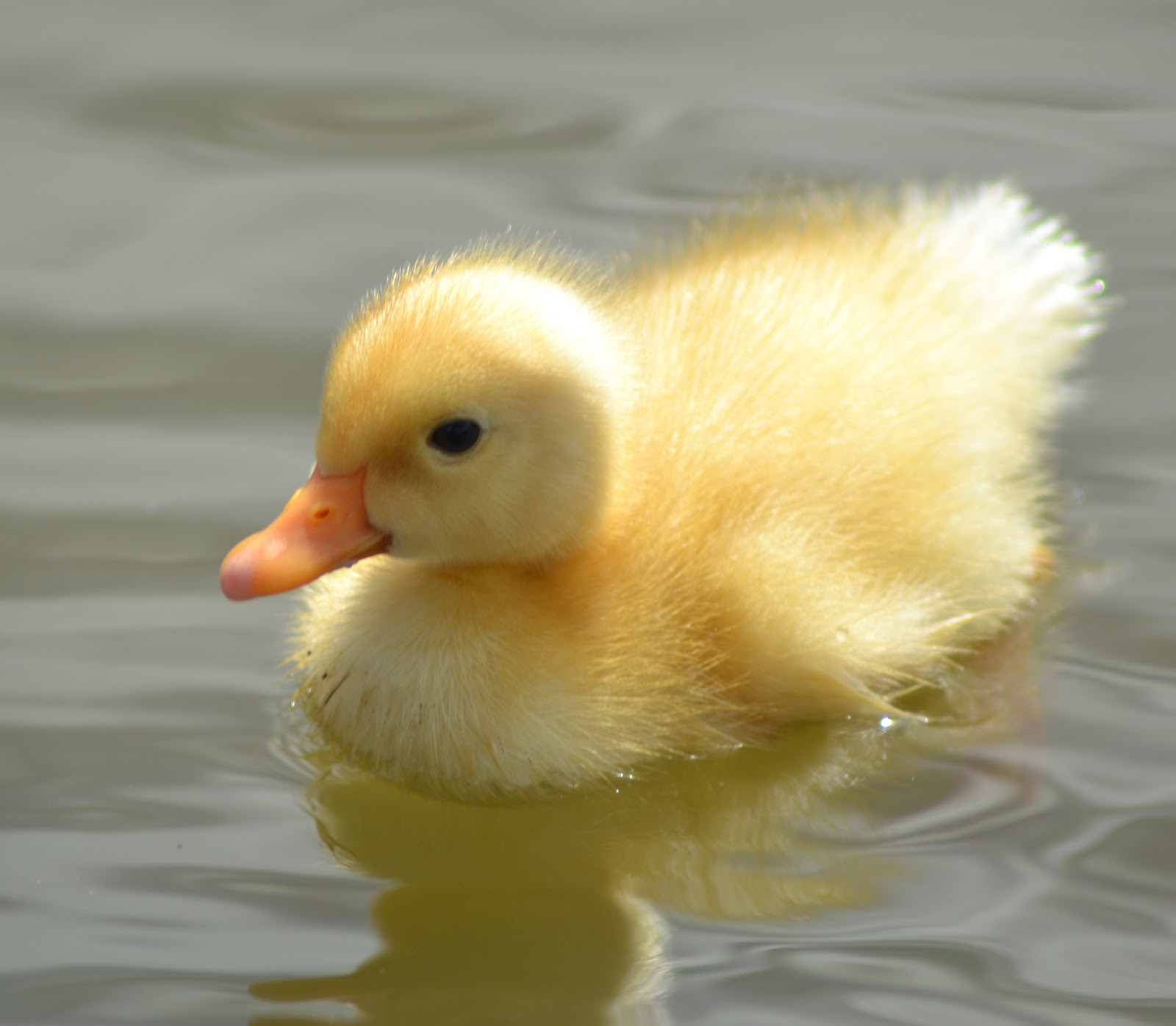 fluffy duck