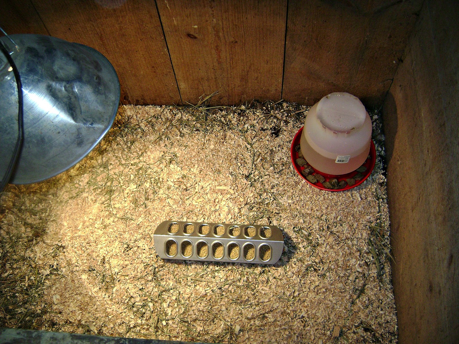 How to Raise Chicks Simplified Our Simple Farm