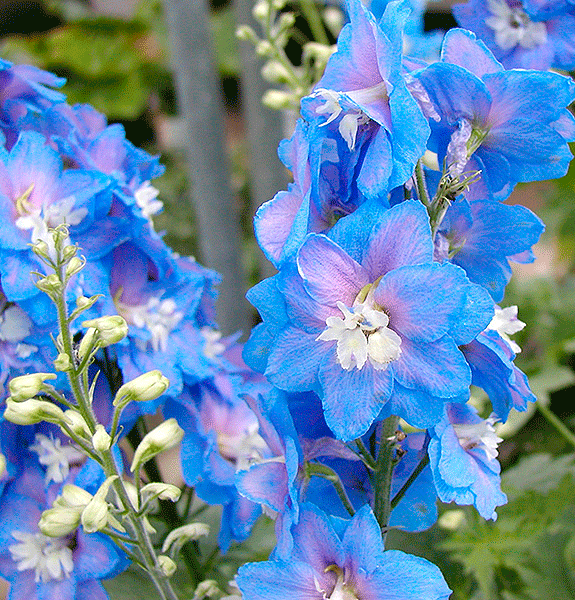 The Flowers of Bangladesh Water Lily & Larkspur of the Birth Flowers