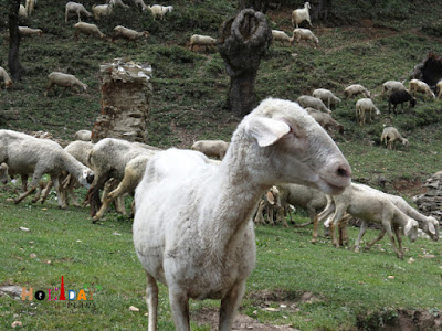 The sheep is not interested in getting clicked The sheep is not interested in getting clicked