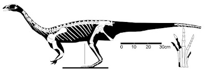 Saturnalia dinosaurios del triasico