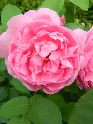 Mary Rose David Austin shrub rose Rosa Ausmary at Toronto Botanical Garden by garden muses-not another Toronto gardening blog
