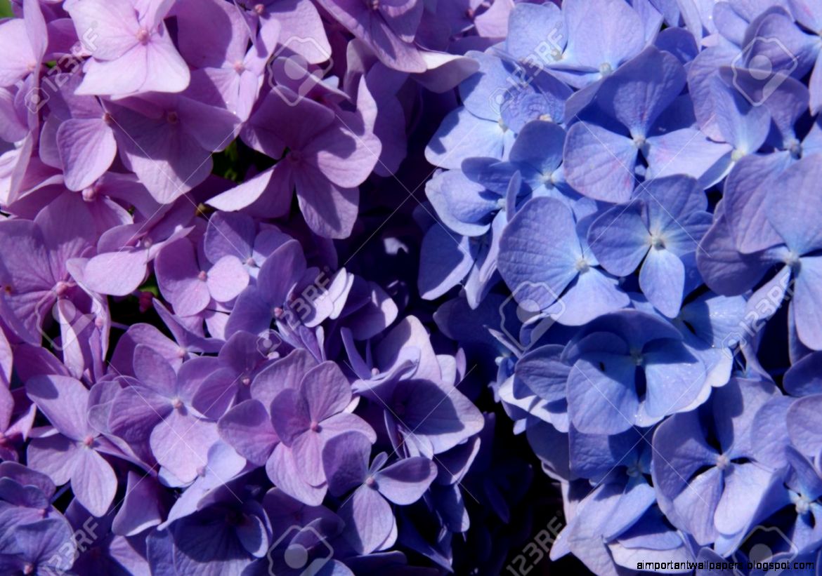 Macro Photo Of Hydrangeas The Color Shades Of Purple And Blue Macro Photo Of Hydrangeas The Color Shades Of Purple And Blue
