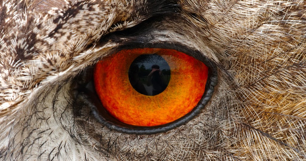 White Wolf Why the Owl has big eyes