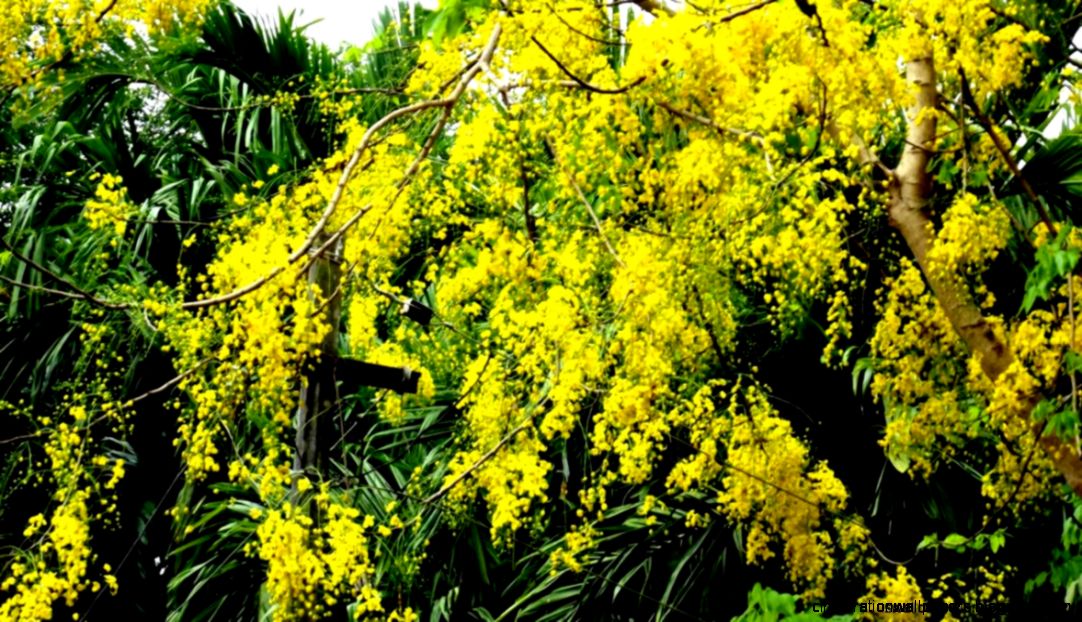 Flowers Mimosa Spring Twigs Flower Hd Wallpapers Wallpapers Flowers Mimosa Spring Twigs Flower Hd Wallpapers Wallpapers