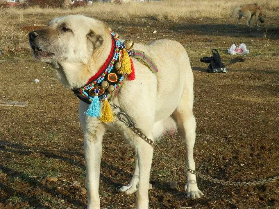 Kangal ve Aksaray Malaklı Çoban Köpeği Tasmaları Satışı