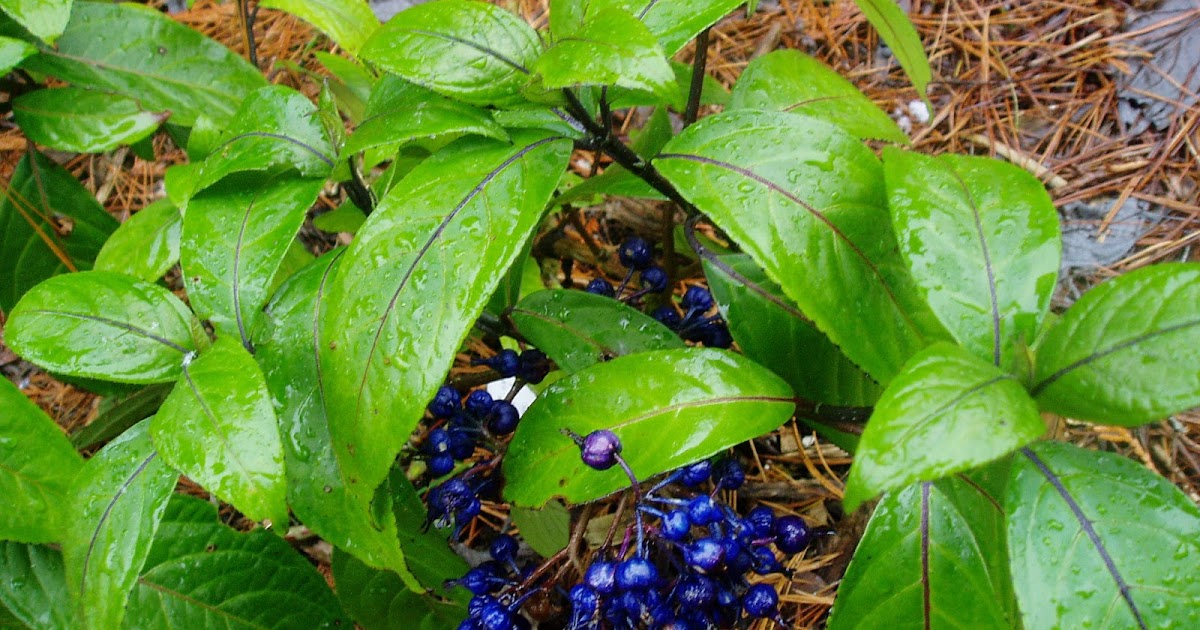 A Next Generation Gardener Building a Show Garden Representing the
