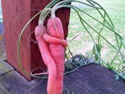 sex and carrots Sex and carrots