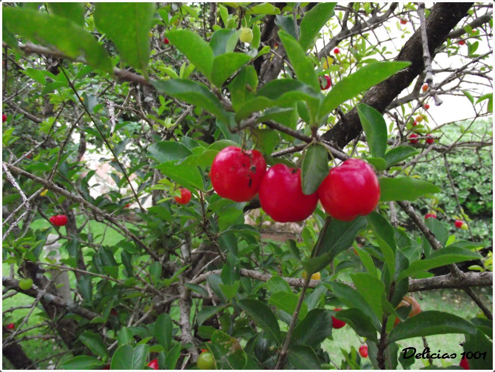 Meu pomarhortajardim ACEROLA Delícias 1001Delícias 1001 Meu pomarhortajardim ACEROLA Delícias 1001Delícias 1001