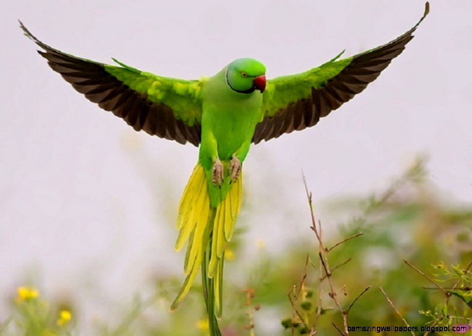 Parrot Wallpaper  HD Wallpapers  Pictures  Images  Backgrounds Parrot Wallpaper  HD Wallpapers  Pictures  Images  Backgrounds