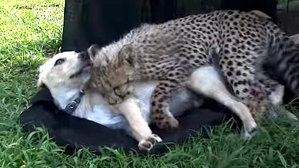 White Wolf Abandoned Dog And Rescue Cheetah Best