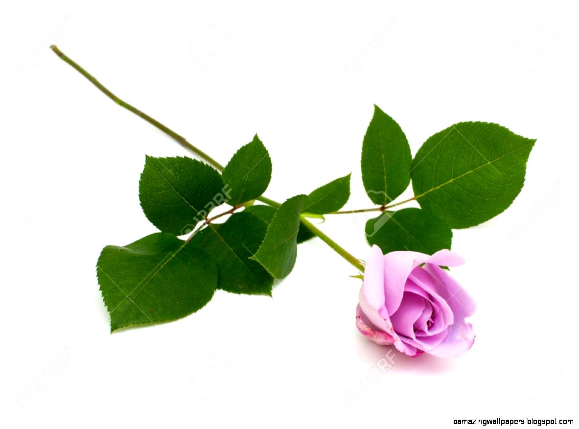 Purple Rose Isolated On White Background Stock Photo Picture And Purple Rose Isolated On White Background Stock Photo Picture And