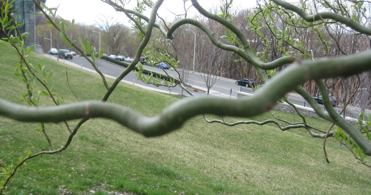 Trees Corkscrew willow