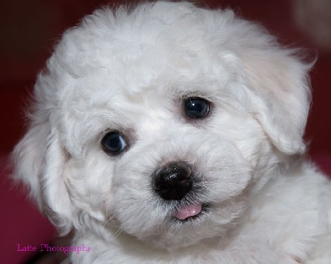 Bichon Frise Puppies on Bichon Frise Puppy Pictures And Information   Puppy Pictures And