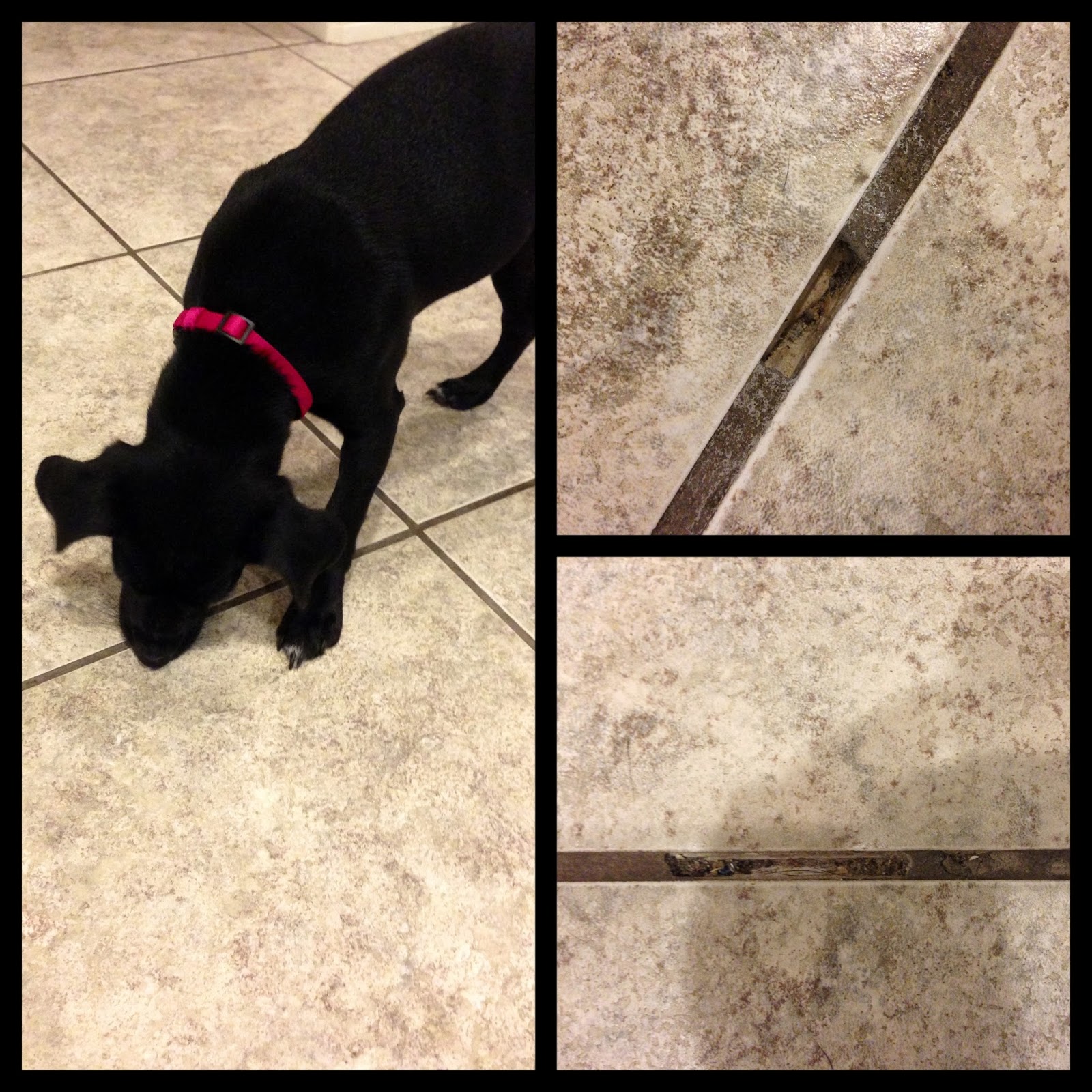 Why Do Dogs Lick Grout