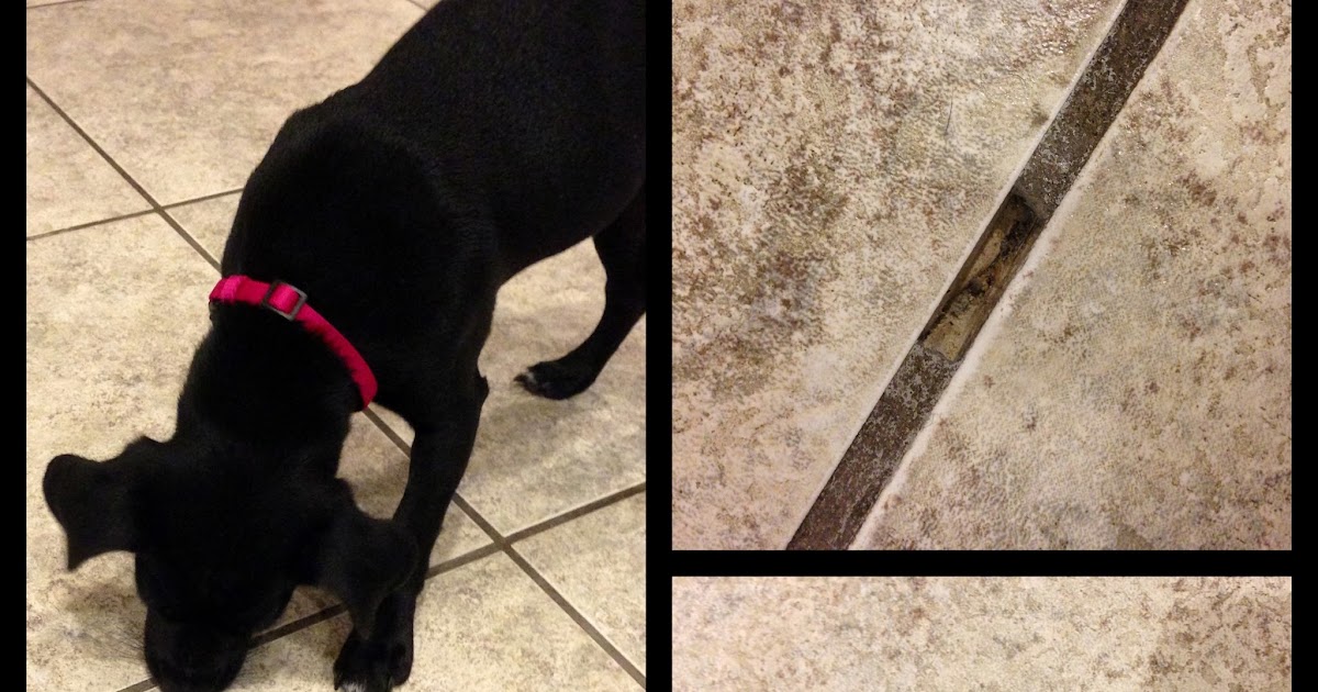 Dog Shaming Eating Grout Out Of The Tile Floor Anze the DoxiePin Dog
