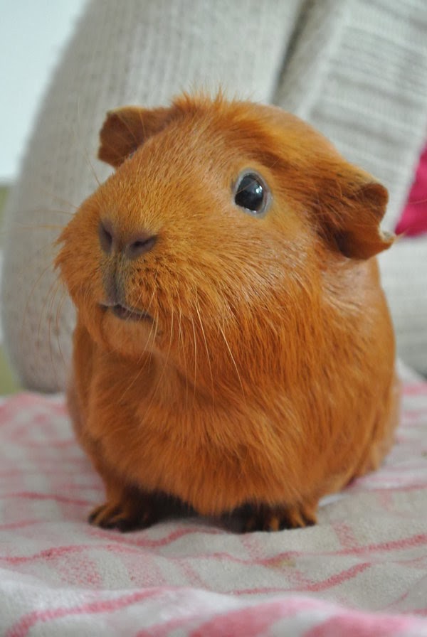the guinea pig daily foxy merry christmas pig