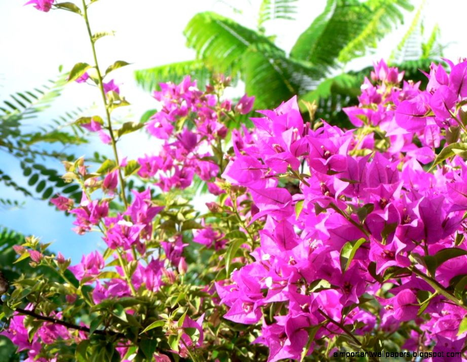 Public domain image free picture of pink bush flowers Public domain image free picture of pink bush flowers