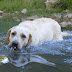 Σε ποιους σκύλους αρέσει το κολύμπι;