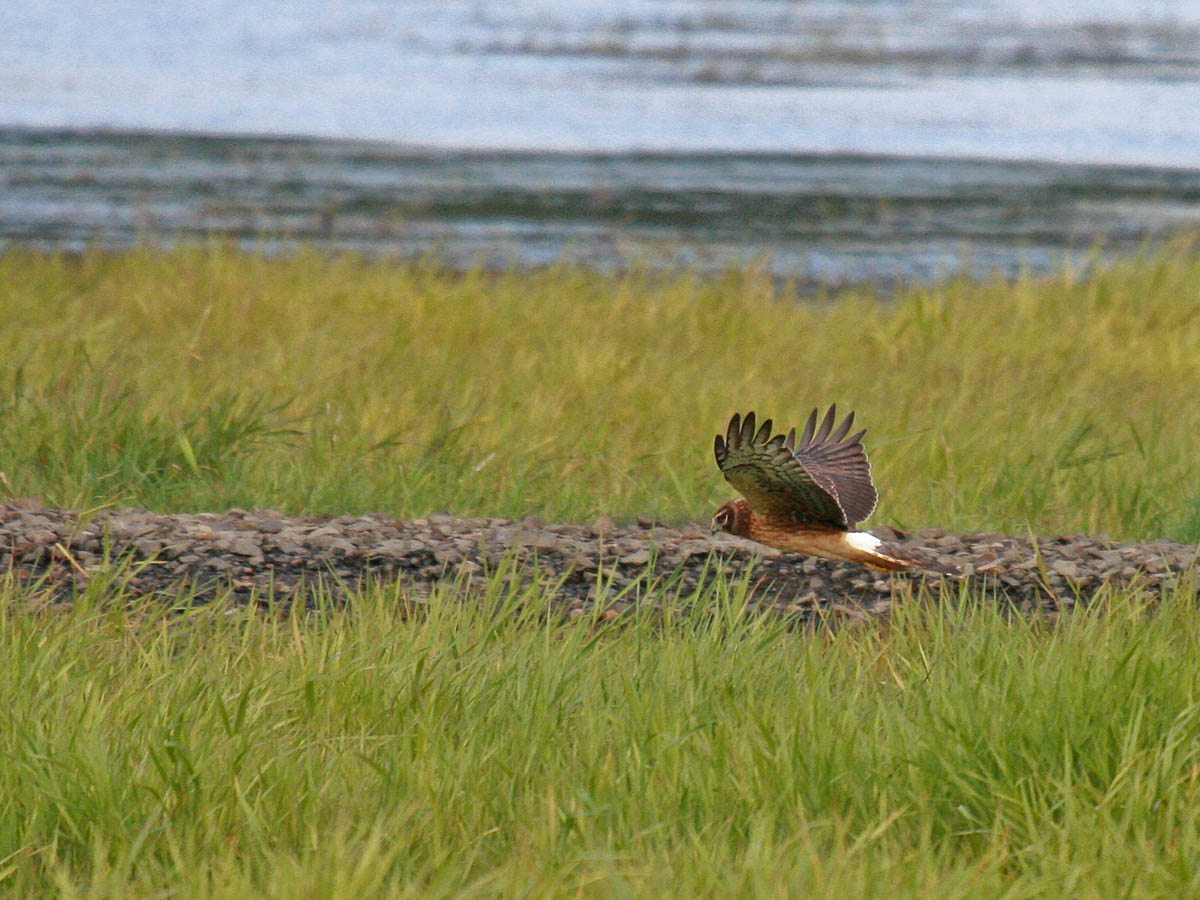 Circus cyaneus, Print, The hen harrier (Circus cyaneus) is a bird of prey.  The genus name Circus is derived from Ancient Greek kirkos, meaning  'circle', referring to a bird of prey named