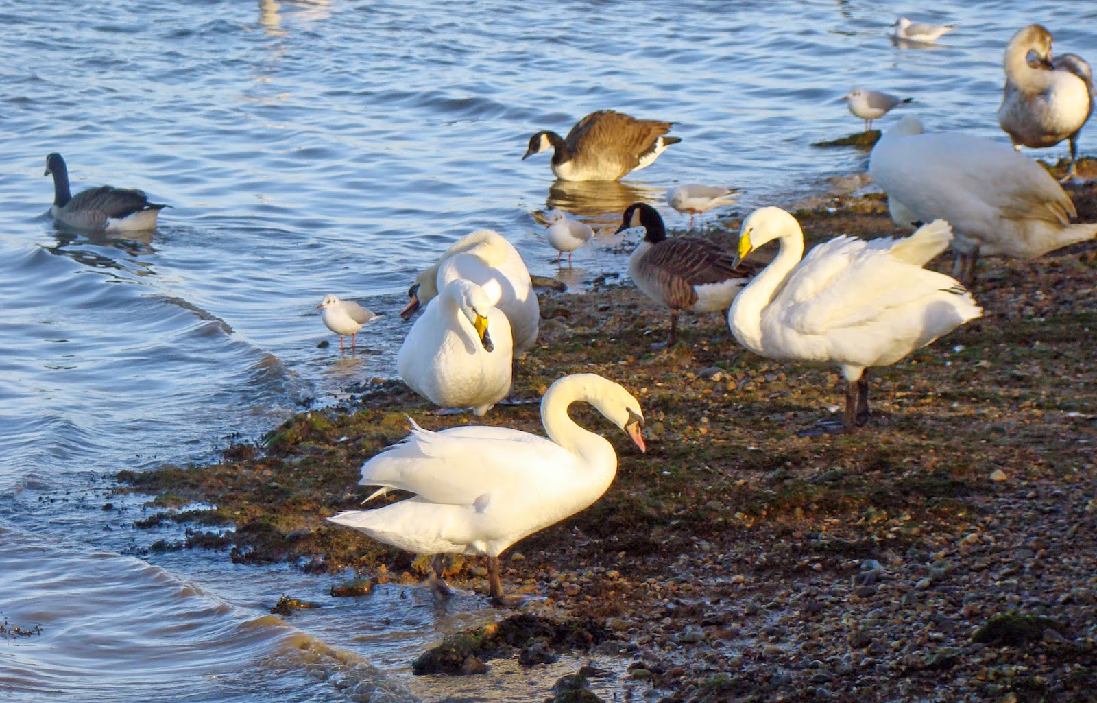 Lincolnshire Wildlife Trust Louth Area Group LARGE GROUPS OF SWANS