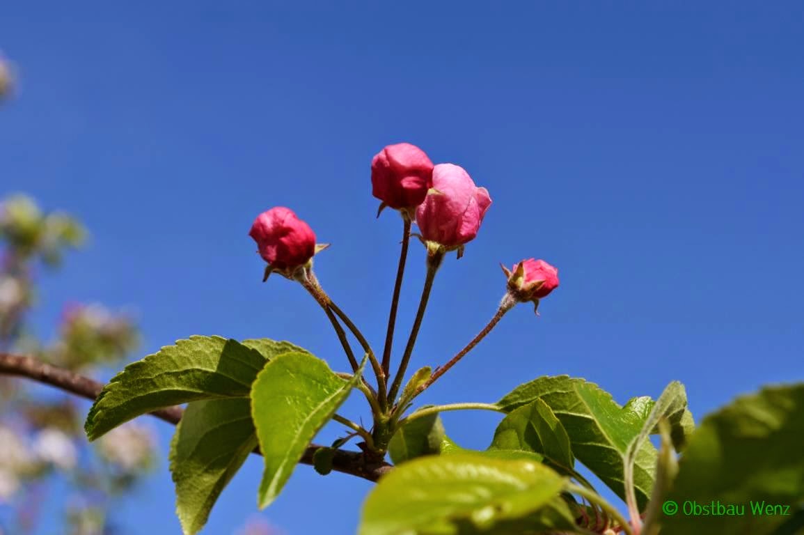 Apfelblüte
