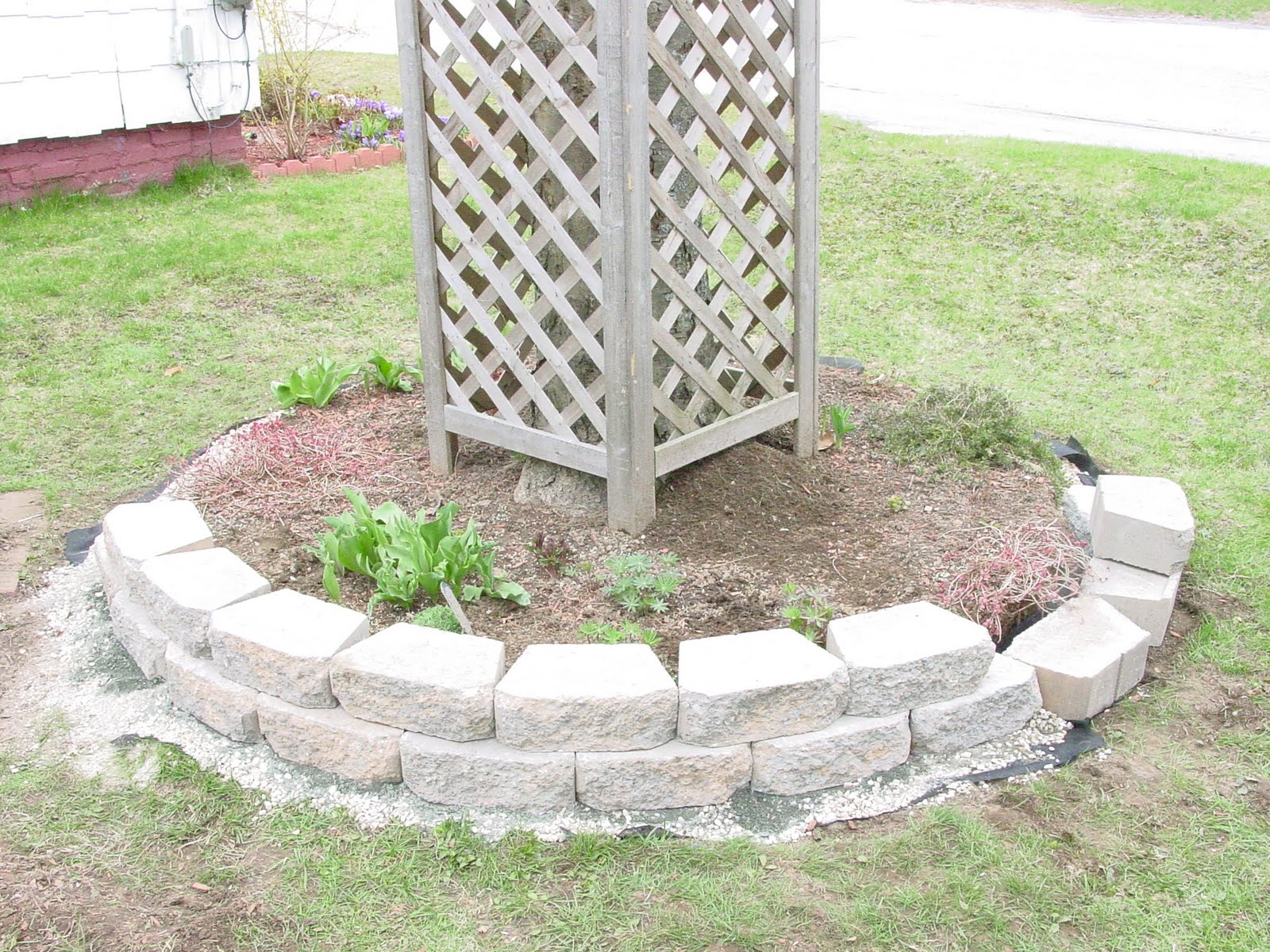 Shari's home garden: May 2011