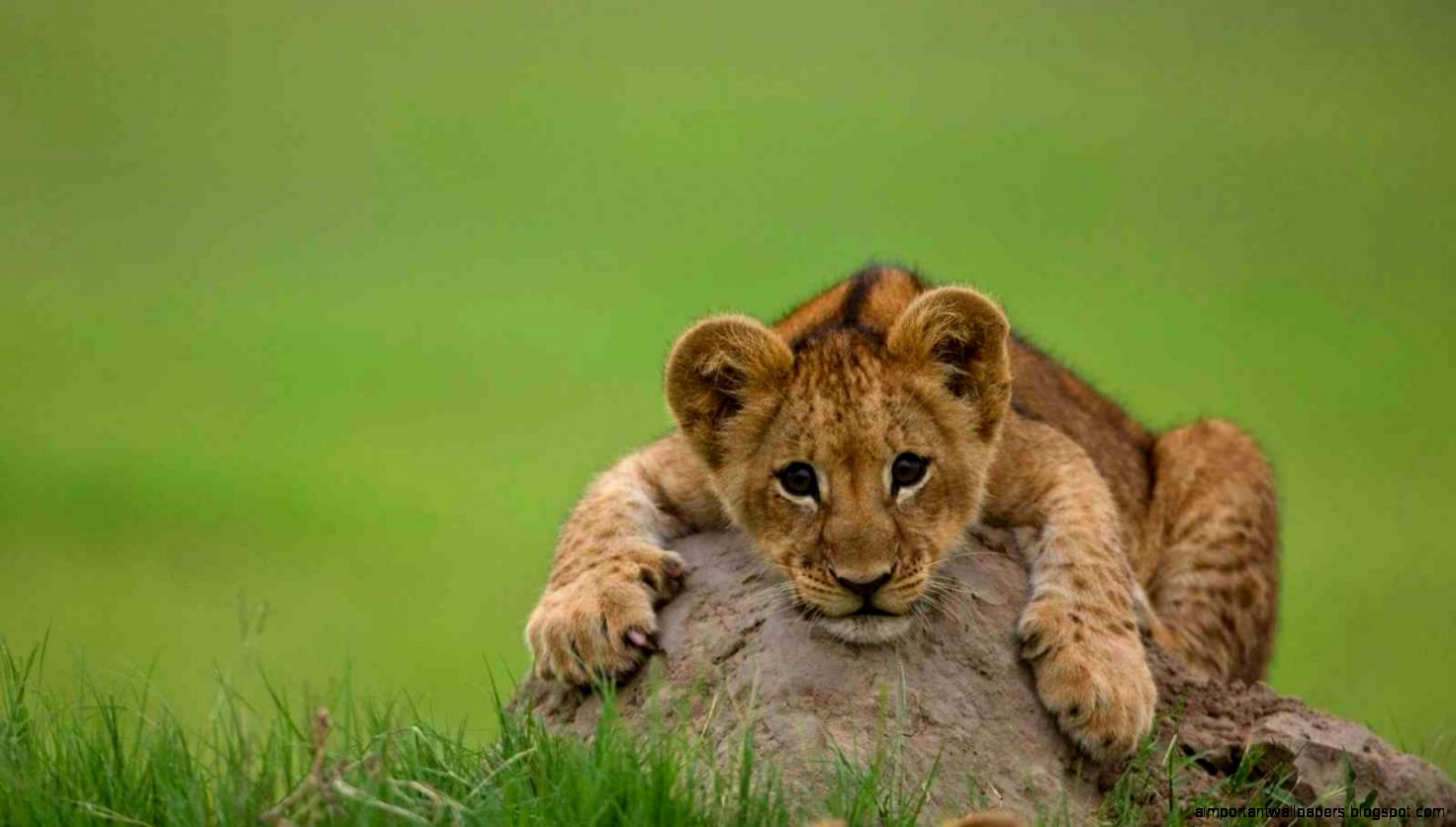 Picture of lion cub wallpaper Picture of lion cub wallpaper