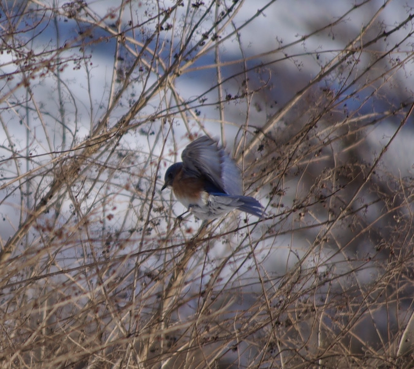 sweetbay Bluebirds in the Snow