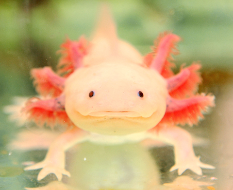 Axolotl pet store Amazing Mexican Axolotl - Mexican Axolotl Facts, Photos, Information