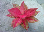 Aglaonema of The Month