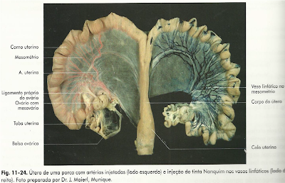 Medicina Veterinária: SISTEMA REPRODUTOR FEMININO