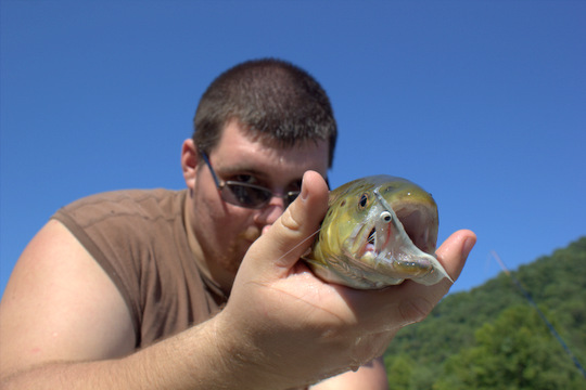 Caney Fork River brown trout head shot