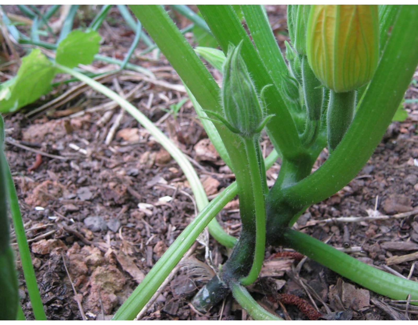 ATLANTA VEGGIES Plenty of Blossoms, But No Big Zucchini