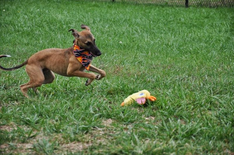 Dog Park Etiquette in Frederick, MD Kingsbrook Animal Hospital