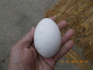 A goose egg in my hand.