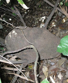 The oval, semi rounded nest of Bulbitermes termite