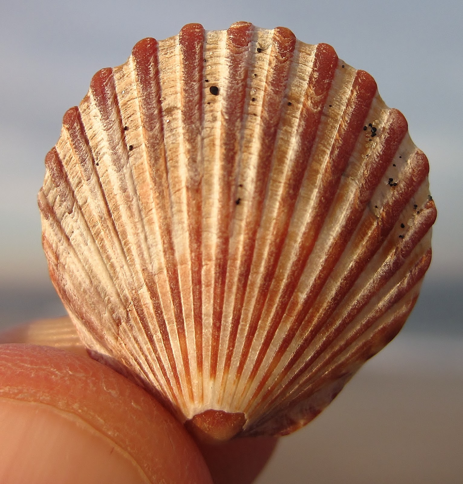 Nature on the Edge of New York City Bay Scallops' Colorful Complexion