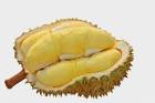 bibit durian merah unggul