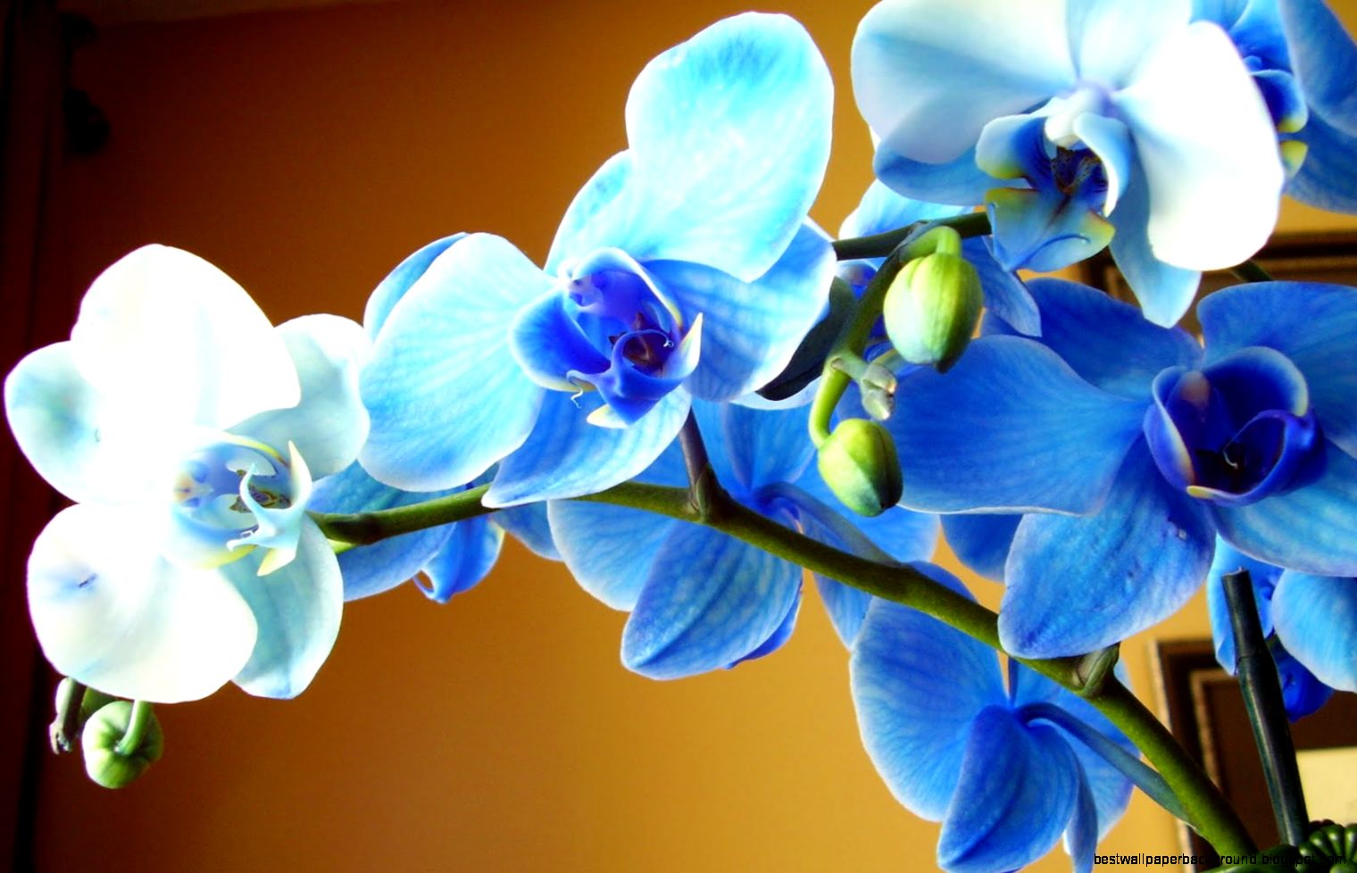 Blue Orchids Flowers Blue Orchids Flowers