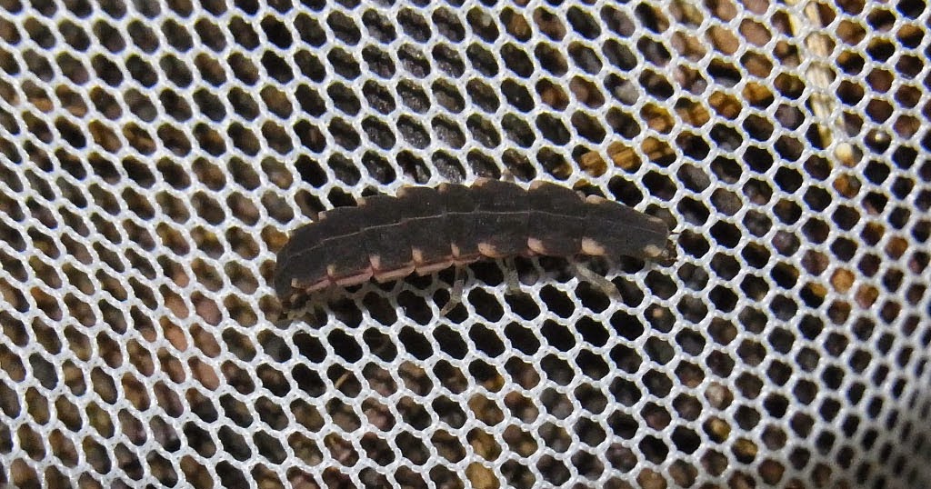 yamasanae クロマドボタル 黒窓蛍