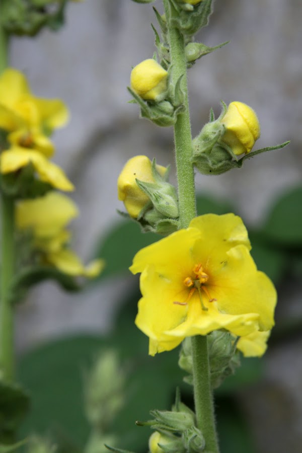 Healing Weeds Mullein