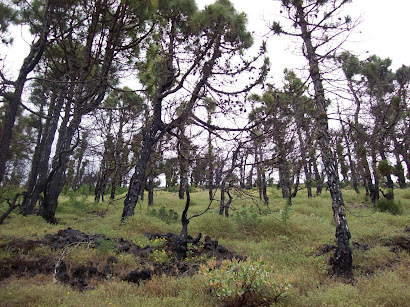 Burnt trees from the lava, although it was about 100 years ago