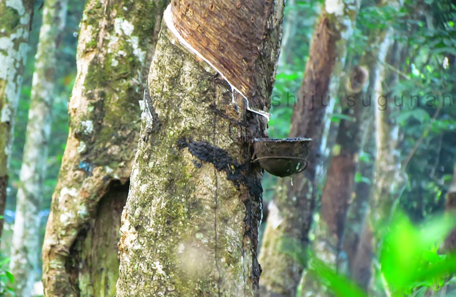 Cranium Bolts Rubber trees of Kerala