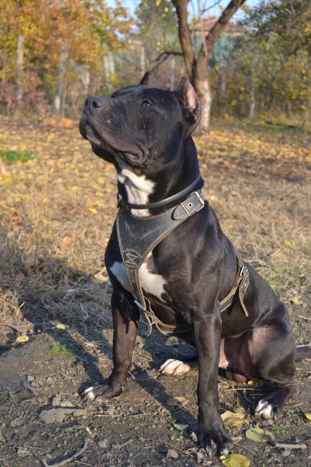 Pitbul Pitbul Kangal KANGAL SEVDALILARI