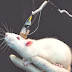 Simulación de un cerebro de ratón por ordenador