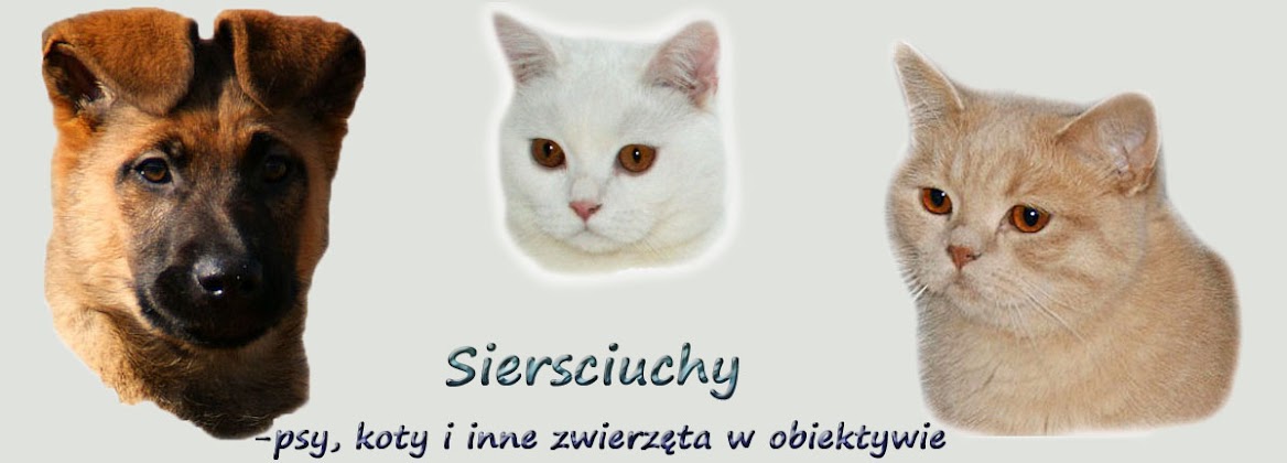 Siersciuchy-psy,koty i inne zwierzeta w obiektywie