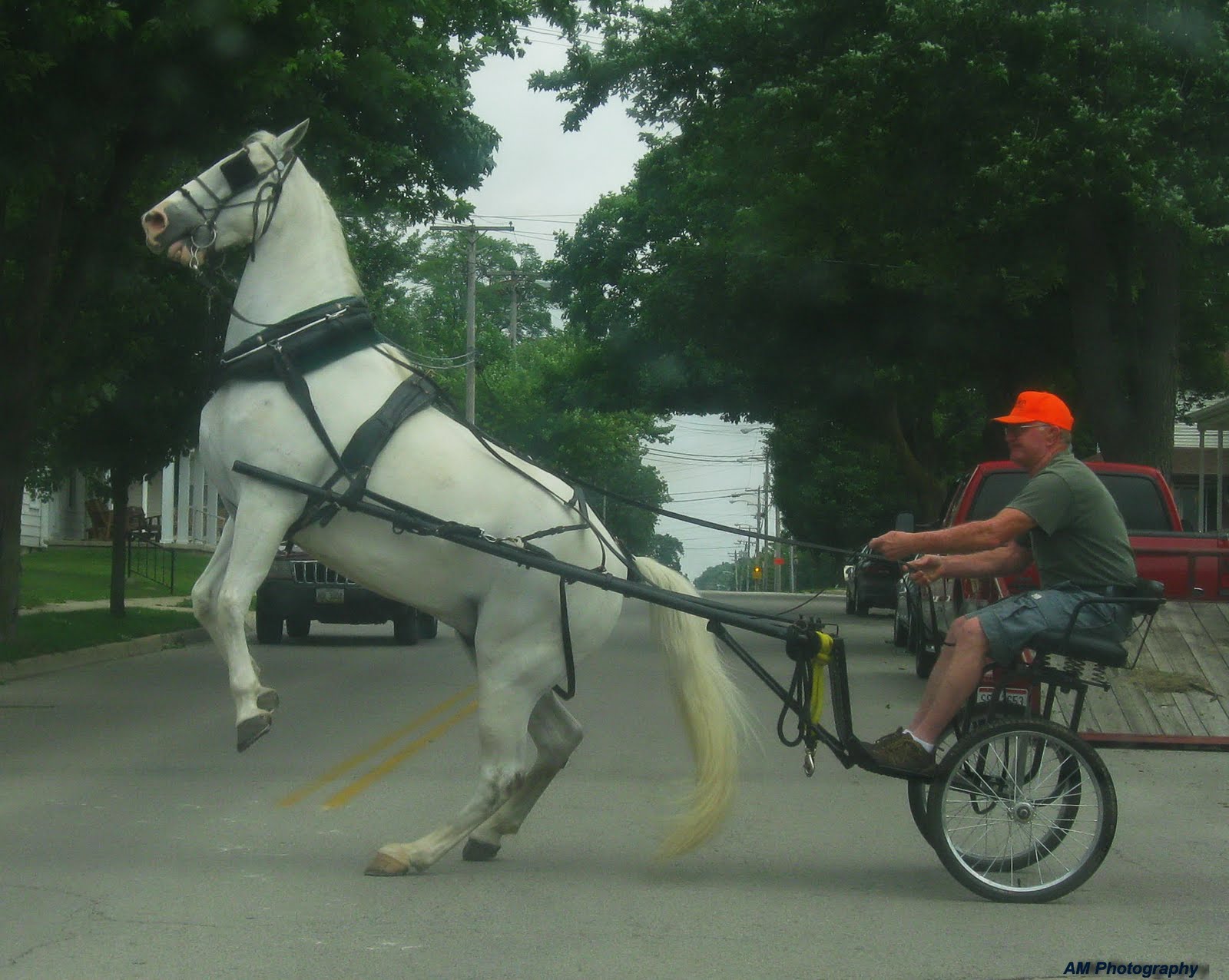 A Scared Horse