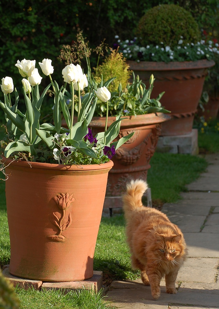 Potting Up... tulips.